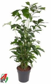 Caryota mitis
