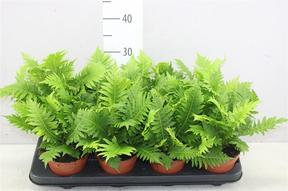 Blechnum gibbum