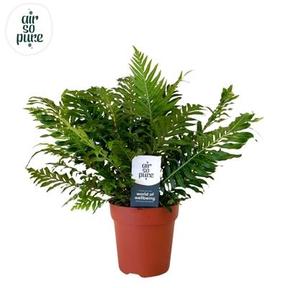 Blechnum gibbum