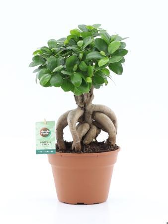 Ficus microcarpa Ginseng
