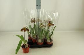 Paphiopedilum American Hybrid