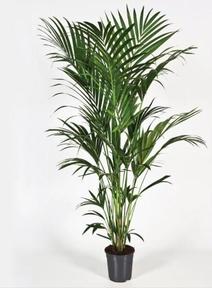 Howea forsteriana