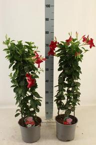 Mandevilla mix