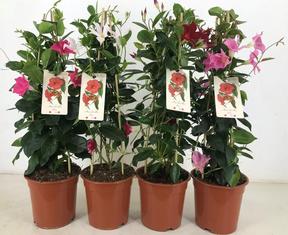 Mandevilla mix