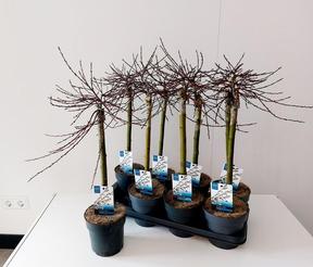 Salix repens Iona