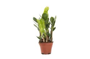 Zamioculcas zamiifolia