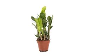 Zamioculcas zamiifolia