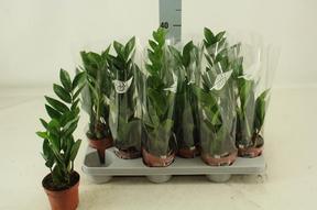 Zamioculcas zamiifolia