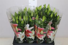Lilium After Eight