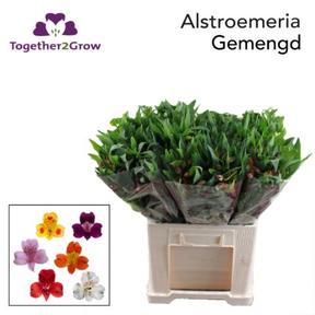 Alstro mix in bucket