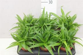 Chlorophytum Lemon