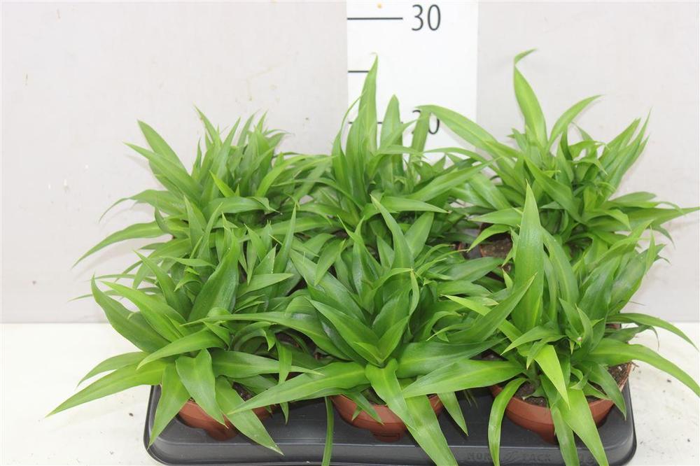 Chlorophytum Lemon