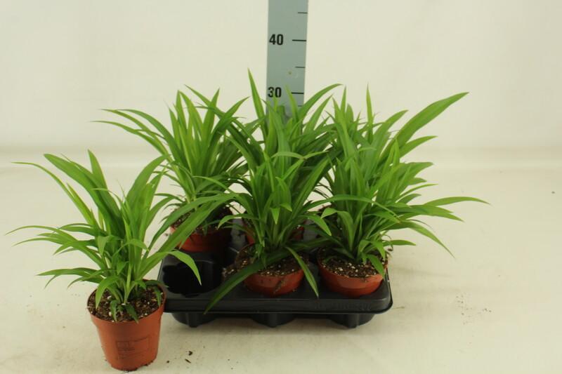Chlorophytum Lemon