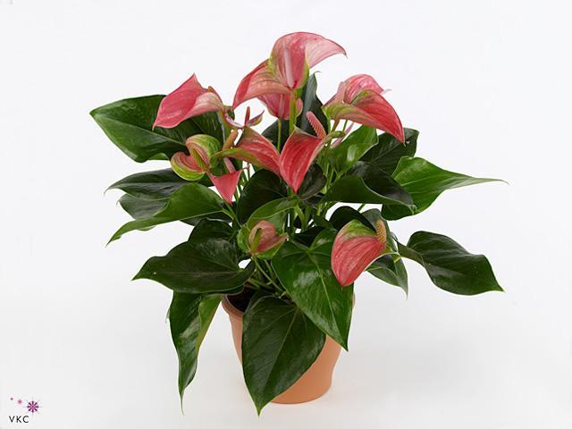 Anthurium Joli pink 5+
