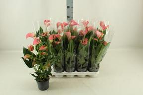 Anthurium Joli pink 5+