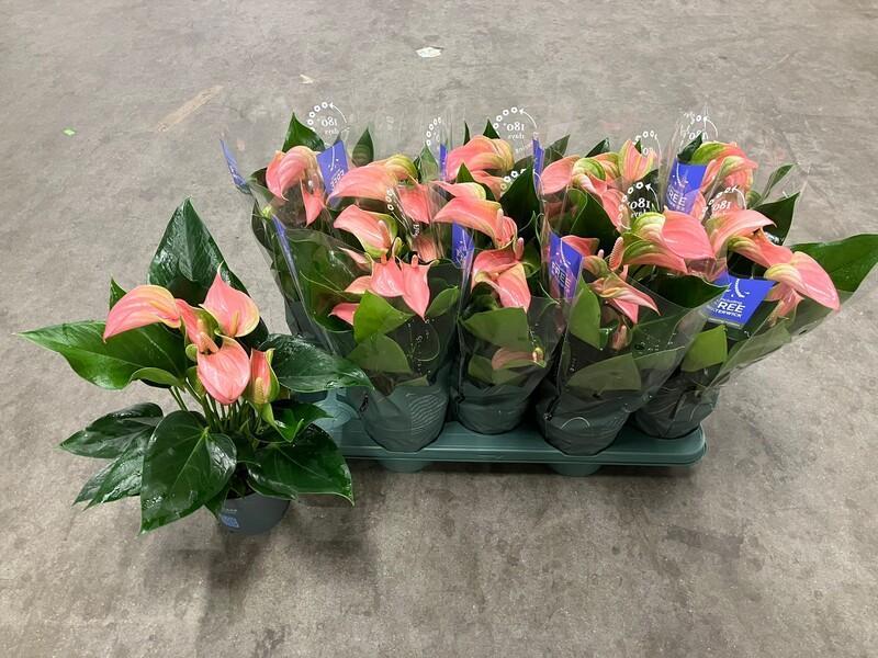 Anthurium Joli pink 5+