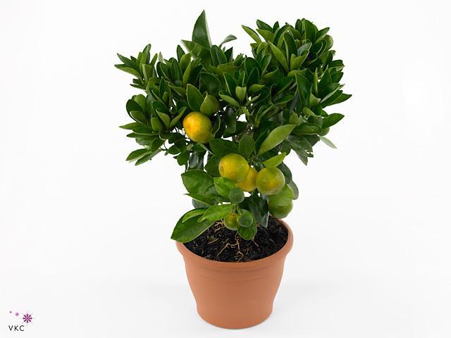 Citrofortunella Calamondin