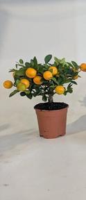 Citrofortunella Calamondin