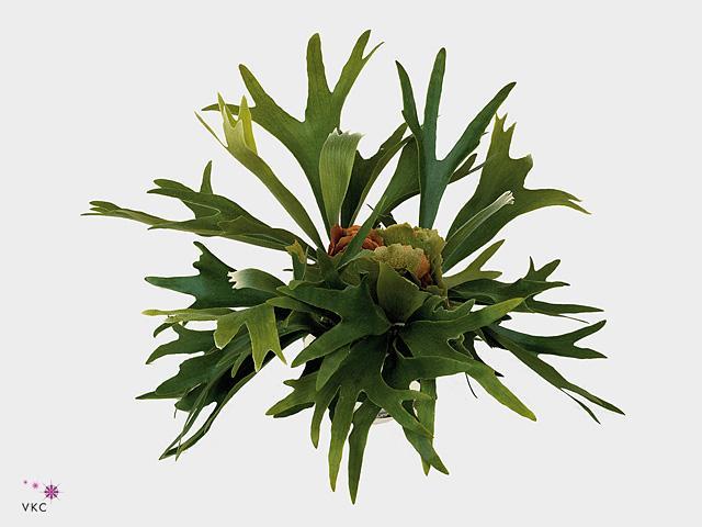 Platycerium bifurcatum