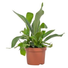 Platycerium bifurcatum