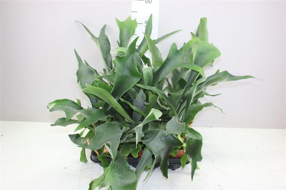 Platycerium bifurcatum