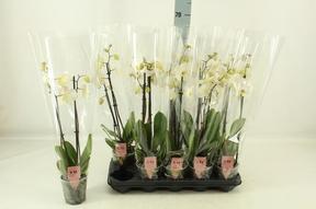 Phalaenopsis white 2tak 14+