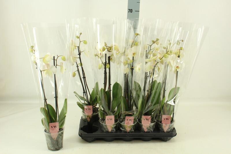 Phalaenopsis white 2tak 14+