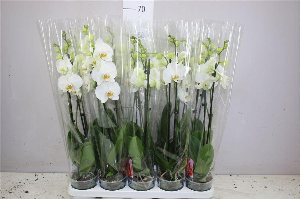 Phalaenopsis white 2tak 14+