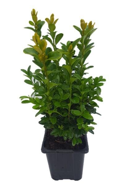 Buxus