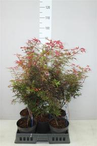 Acer palmatum mix