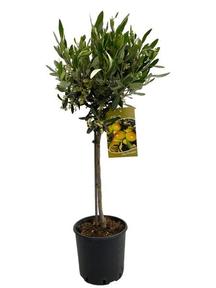 Olea europaea