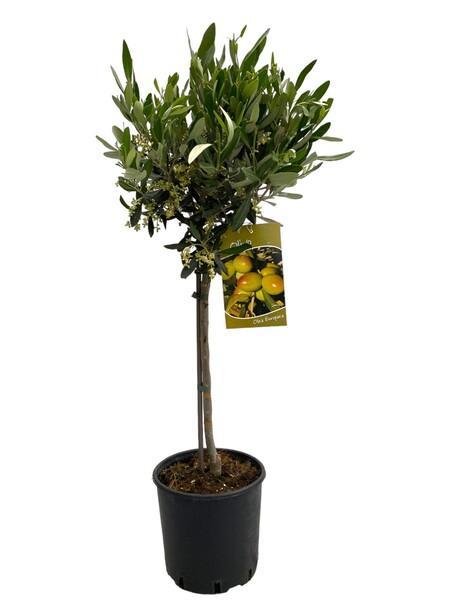 Olea europaea
