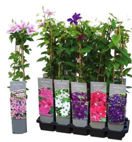 Clematis mix