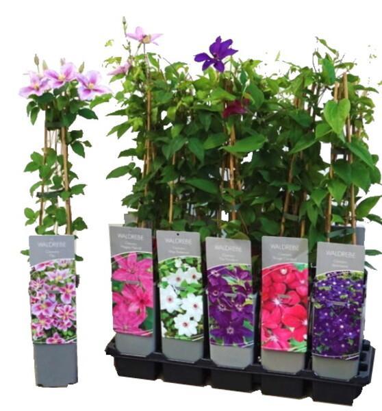 Clematis mix