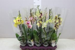 Phalaenopsis mix 2tak 16+