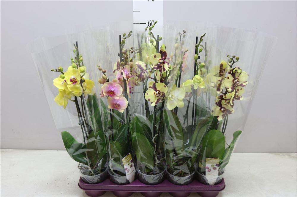 Phalaenopsis mix 2tak 16+