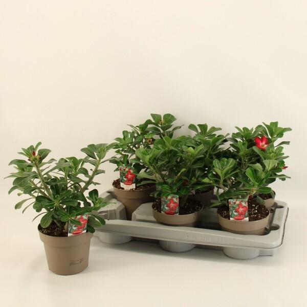 Adenium obesum