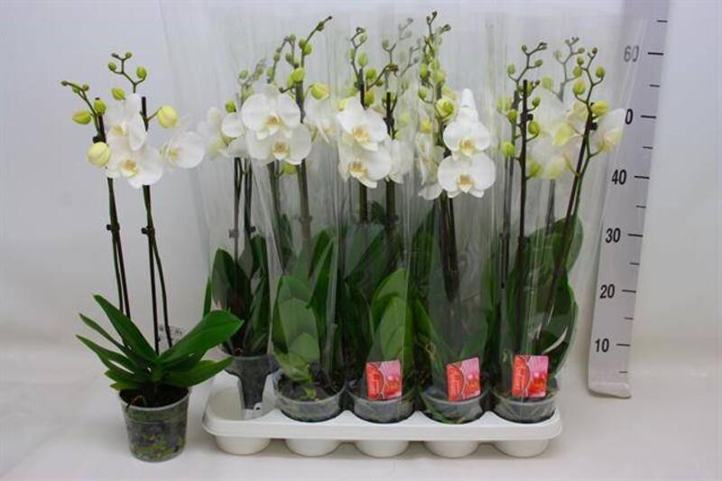 Phalaenopsis white 2tak 16+