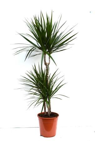 Dracaena marginata 60-30-15