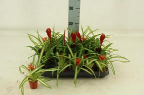 Bromelia mini mix