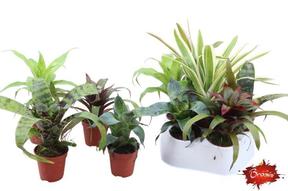 Bromelia mini mix