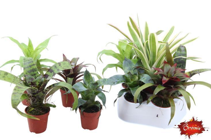 Bromelia mini mix