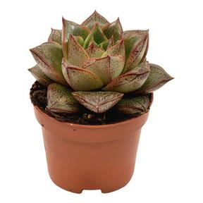 Echeveria mix