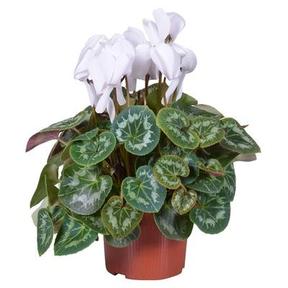 Dracaena surculosa