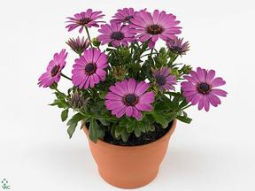 Osteospermum mix CZ