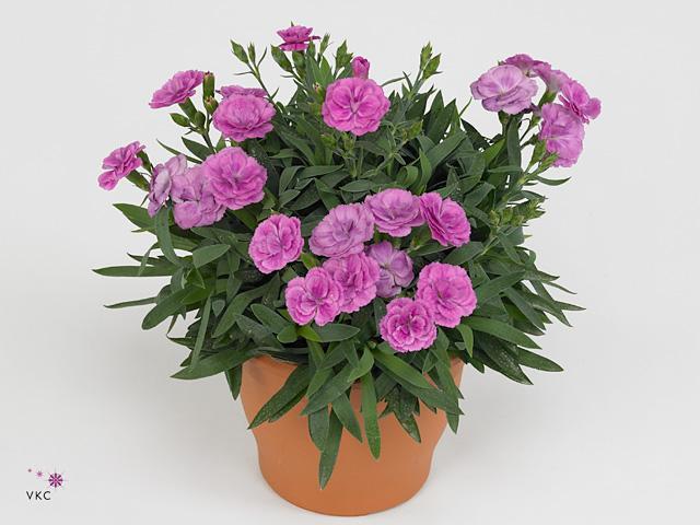 Dianthus Peman