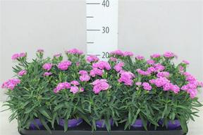 Dianthus Peman