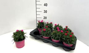 Dianthus Peman