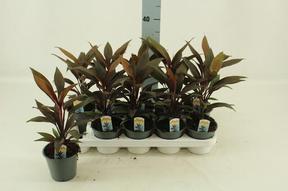 Cordyline fruticosa Tango