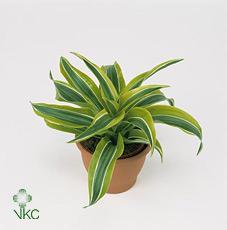Dracaena fra. Lemon Lime 2PP